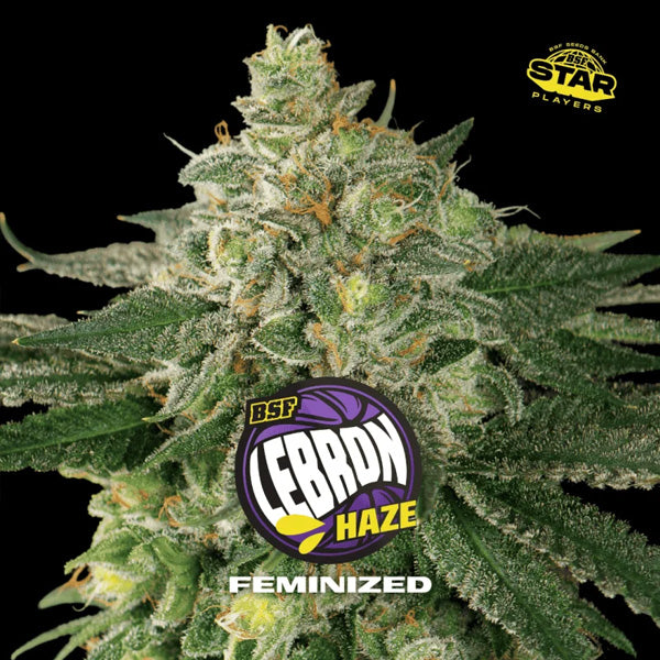 Lebron Haze 2 u. fem BSF Seeds