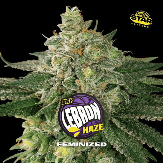 Lebron Haze  2 u. fem BSF Seeds