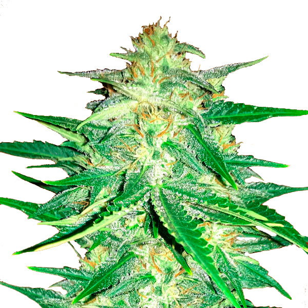 Lemon AK Auto 10 pc. fem. FastBuds Seeds