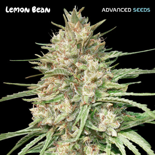 Lemon Bean 1 pz. fem. Advanced Seeds