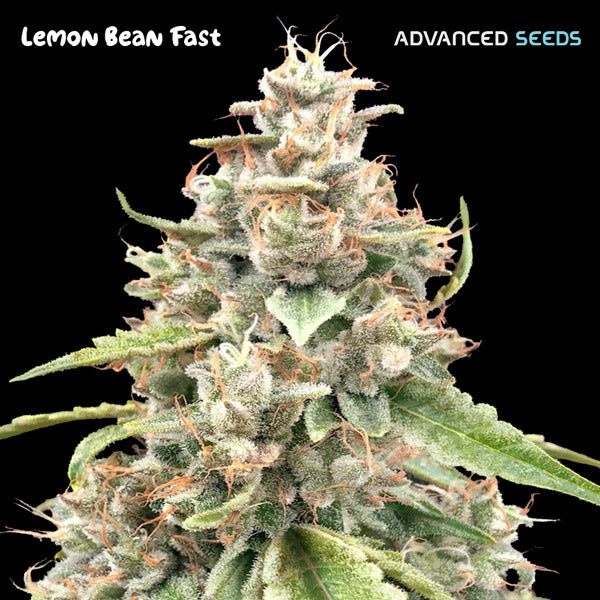 Lemon Bean Fast   1 u. fem. Advanced Seeds