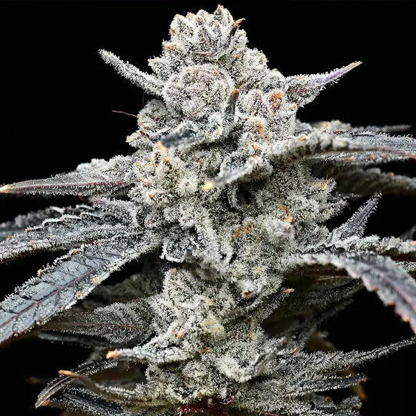Lemon Cherry Gelato 1 pc. fem. Barney's x Backpack Boyz