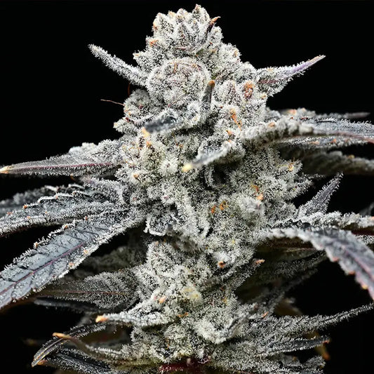 Lemon Cherry Gelato 3 pc. fem. Barney's x Backpack Boyz