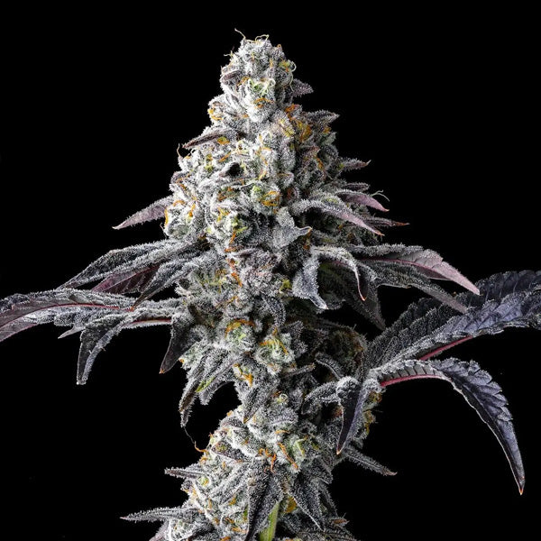 Lemon Cherry Gelato x Triple Scoop 6 pcs. fem Cookies Seed Bank