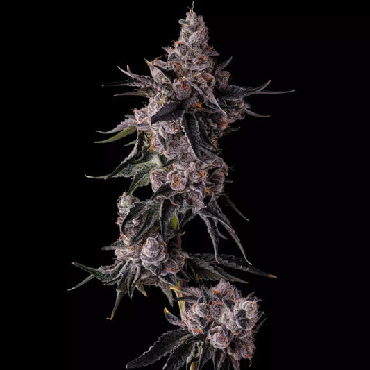 Lemon Cherry Pave : Lemon Cherry Gelato x Pave   - 7 u. Fem Compound Genetics