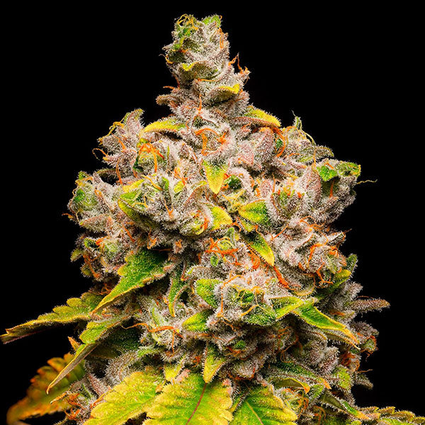 Lemon Cherry Sherb 3 u. fem Cookies Seed Bank