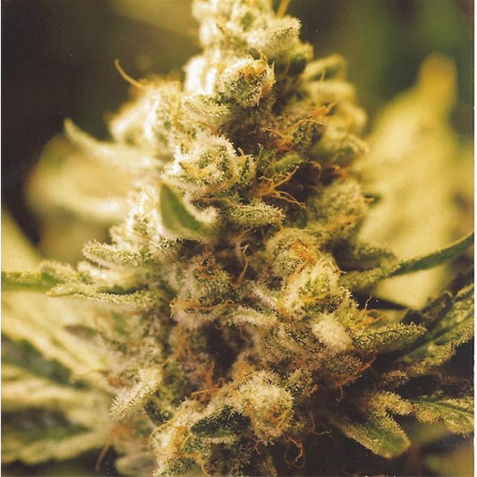Lemon Kush 4 u. fem. Female Seeds