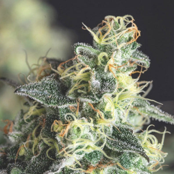 Lemon Larry OG 5 u. fem. Pyramid Seeds