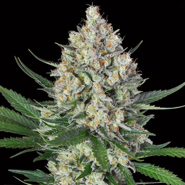 Lemon OG 25 units. fem. 00 Seeds