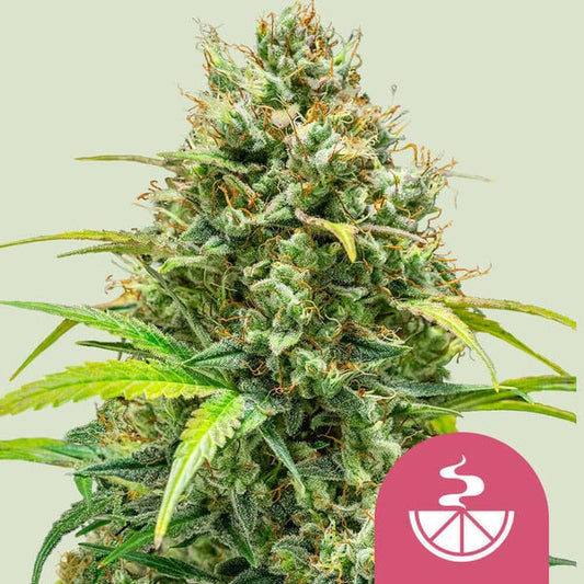 Lemon Skunk   1 u. fem. Royal Queen