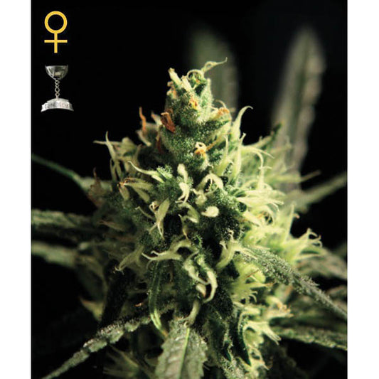 Lemon Skunk 10 pcs. fem. Green House