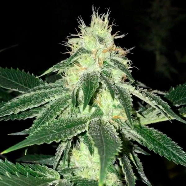 Lemon Tart 6 u. fem. The Cali Connection
