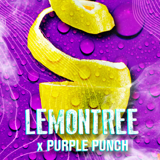 Lemon Tree 3 pcs. fem. Tramuntana Seeds