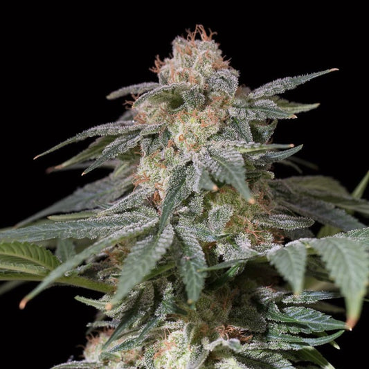 Lemon Tree Fast "by Lemon Tree"  10 ud Silent Seeds