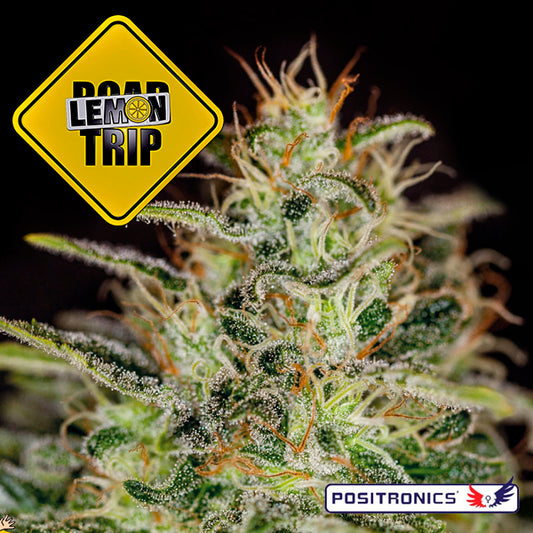 Lemon Trip 3 u. fem. Positronics Seeds