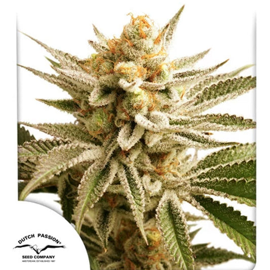 Lemon Z  1 u. fem. Dutch Passion