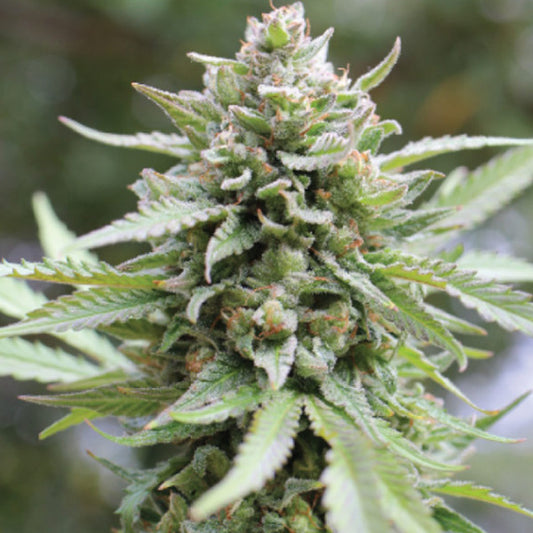 Lemongrass 5 u. fem Humboldt Seeds Company