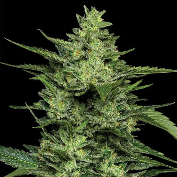 Limez 5 pz. fem Humboldt Seeds Company