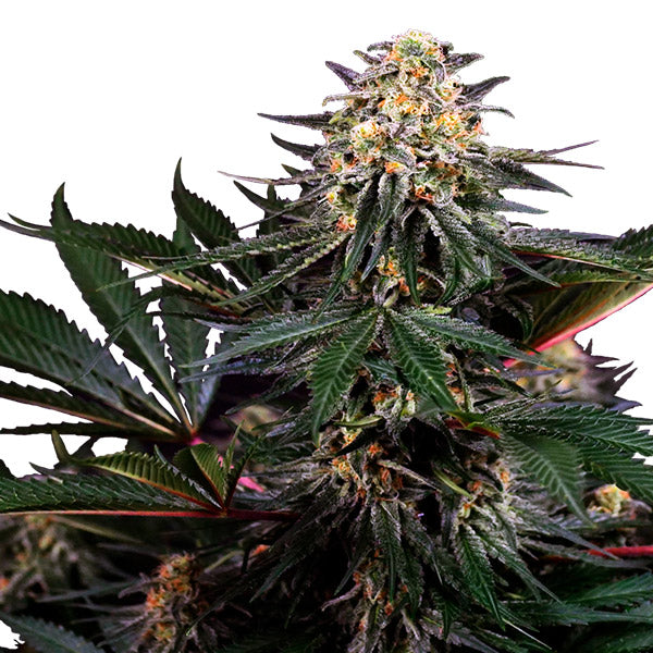 Lockdown Kush  3 u. fem. Sensi Seeds Research
