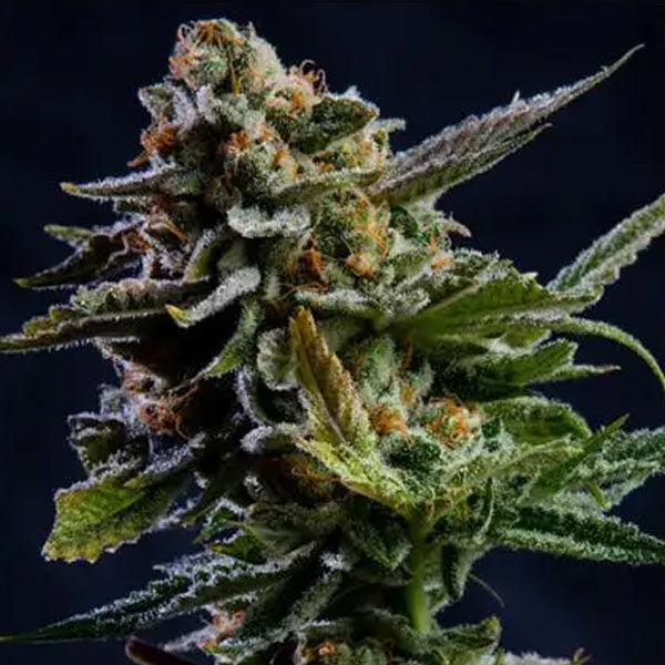 Log Cabin 3+1 fem. Vision Seeds