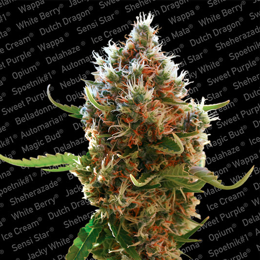 Lucid Bol 3 u. fem. Paradise Seeds
