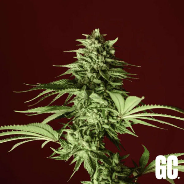 Lumpy's Fritter 6 u. fem  Grand Cru Genetics