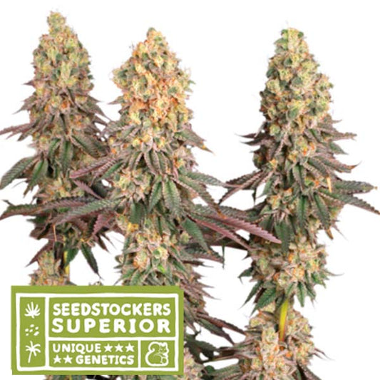 Mack & Crack fem.  3 u. Seedstockers Superior