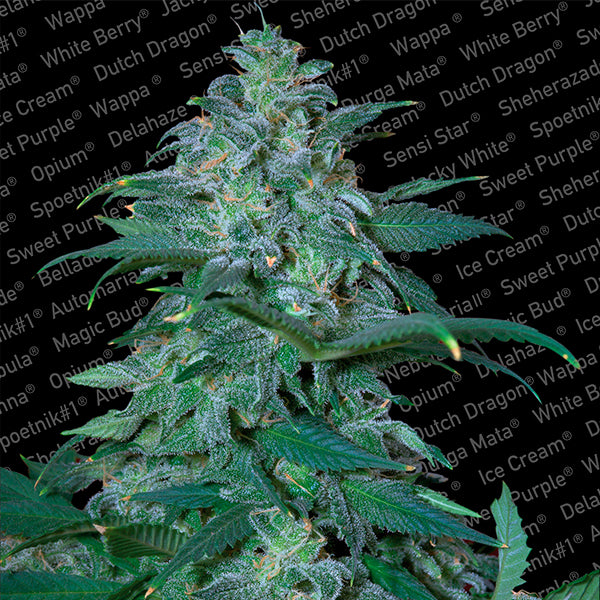 Magic Bud 3 pcs. fem. Paradise Seeds
