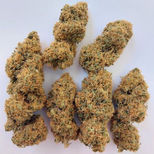 Magic Carrot 1 u. fem. Ace Seeds