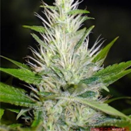 Malakoff  3 u. fem. Medical Seeds