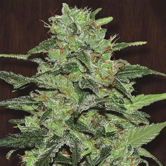 Malawi   5 u. Regular Ace Seeds