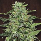 Malawi 5 u. fem. Ace Seeds