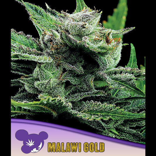 Malawi Gold  3 u. fem Anesia