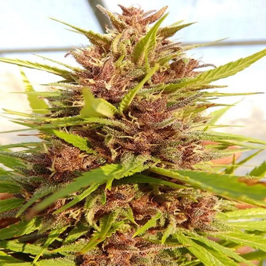 Malawi x PCK   5 u. Regular Ace Seeds