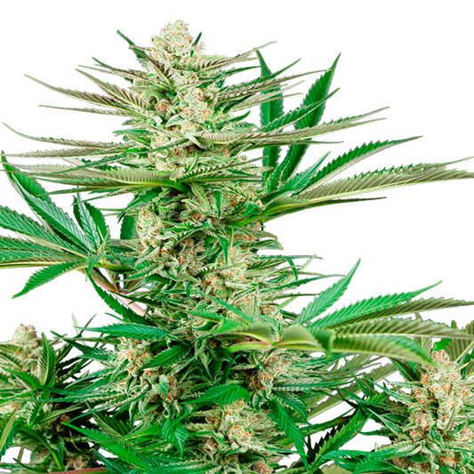 Malibu OG Gold 10 u. fem. Sensi Seeds Research
