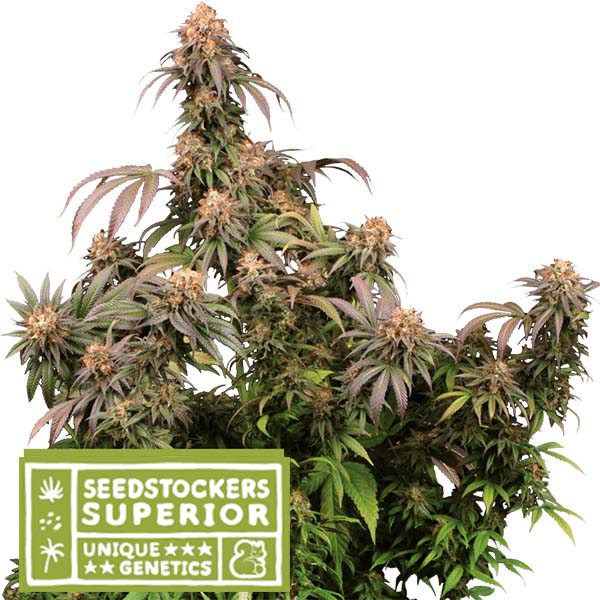 Mandarin Panties fem. 3 pk. Seedstockers Superior