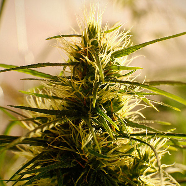 Mango Pepper  5 u. reg. French Touch Seeds