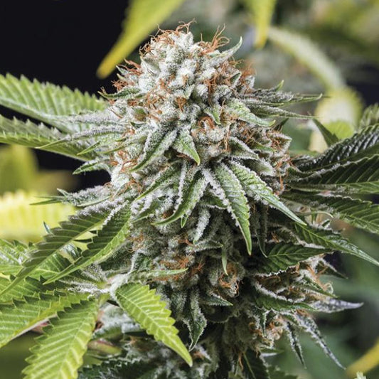 Mango Sapphire  5 ud Humboldt Seed Organization