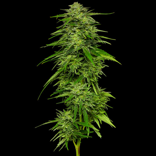 Mango Sherbert 5 pc. fem Humboldt Seeds Company