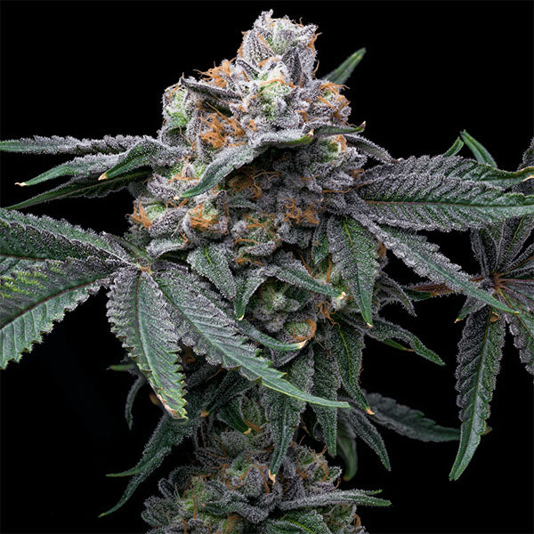 Mango X Hollywood 6 u. fem Cookies Seed Bank