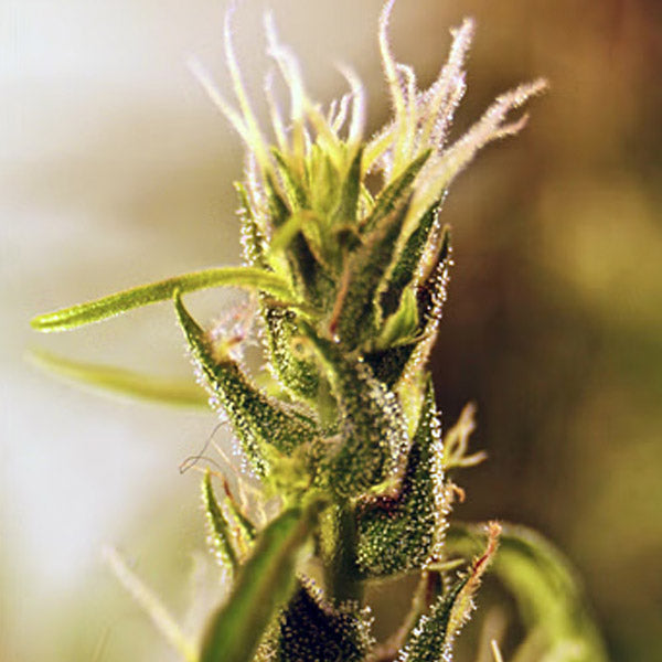 Mangu Karot 5 pz. REG French Touch Seeds