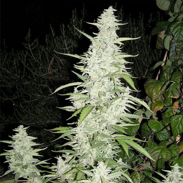 Marocco 4 u. fem. Female Seeds