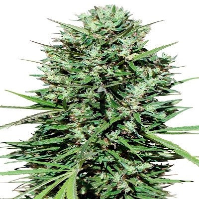 Marruecos Beldia Kif 1 u. fem. Ace Seeds
