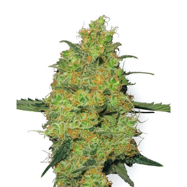 Master Kush 10 ud. reg. White Label