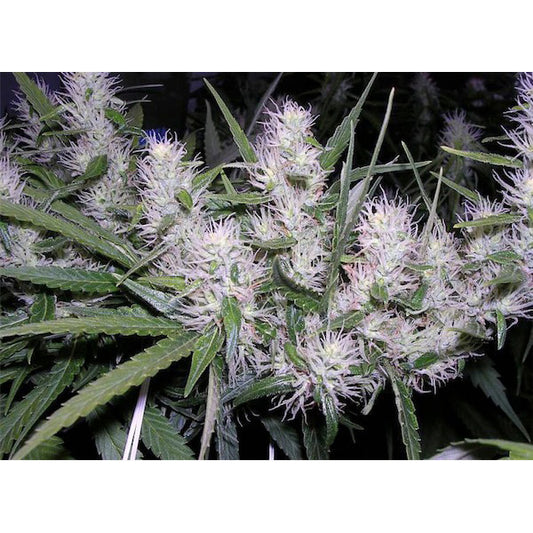 Masterkush  3 u. fem. Dutch Passion