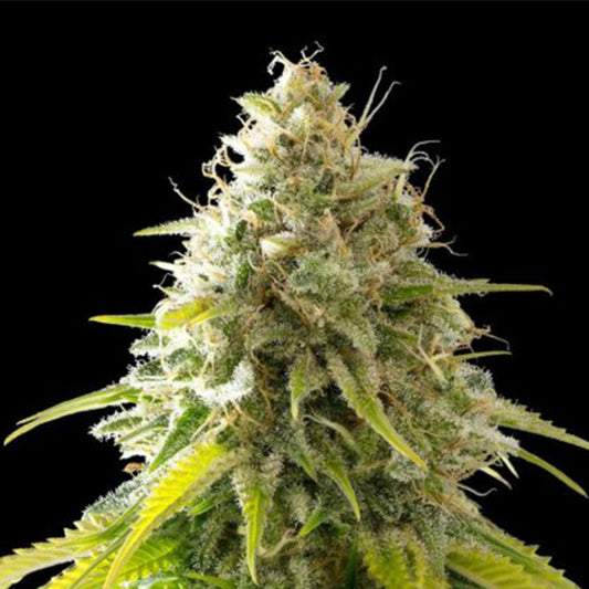 Mataro Blue   5 u. fem. Kannabia Seeds