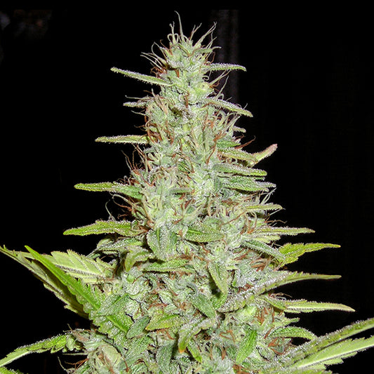 Matawidow 1 unit female. Quercus Seeds