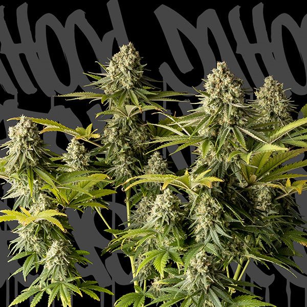 McFly 5 ud. fem. DaHood Urban Seeds
