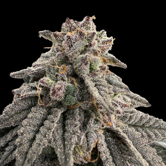 Meat Grinder 10 u. fem One Shot Edition Gratefull Seeds