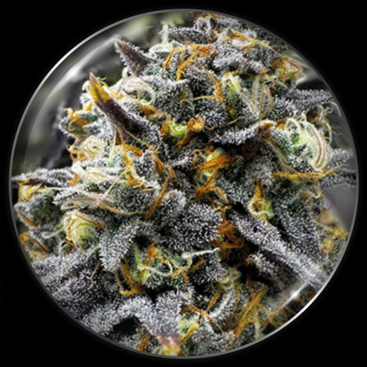 Medical Donuts 10 u. fem. Medical Seeds